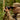 gtguard_hawkeye_ai15_thermal_imaging-5