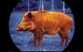 Best Thermal Scopes for Hog Hunting at Night (2026 Guide)