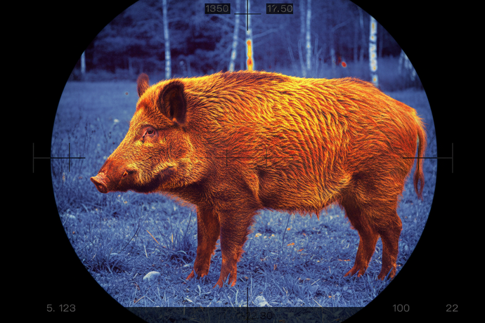 Best Thermal Scopes for Hog Hunting at Night (2026 Guide)