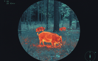 Why July Is One of the Best Months for Hog Hunting