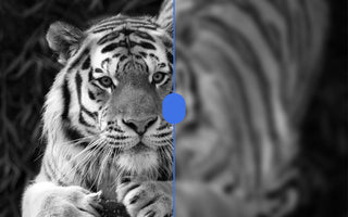 Wildlife Photography Optics: Capturing Nature's Hidden Moments