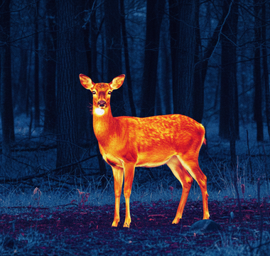 A Beginner's Guide to Thermal Wildlife Photography After Dark