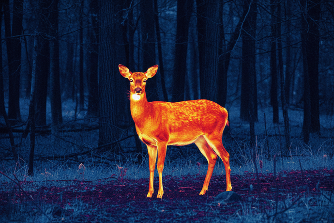 A Beginner's Guide to Thermal Wildlife Photography After Dark