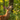 What Deer Can Actually Smell: The Science of Scent and Why It Changes Your Strategy