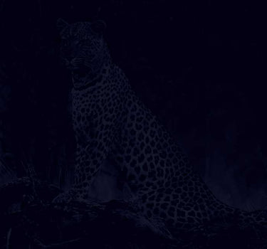 What is digital night vision devices - by human eyes